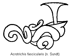 acrotrichis_fascicularis_sperm.gif