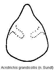 acrotrichis_grandicollis.gif