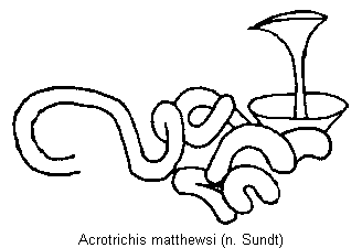 acrotrichis_matthewsi_sperm.gif