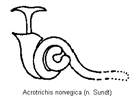 acrotrichis_norvegica_sperm.gif