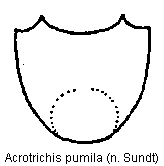 acrotrichis_pumila.gif