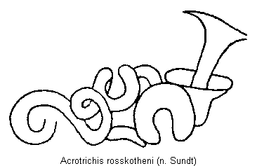acrotrichis_rosskotheni_sperm.gif