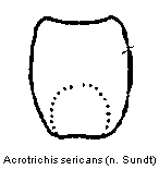 acrotrichis_sericans.gif