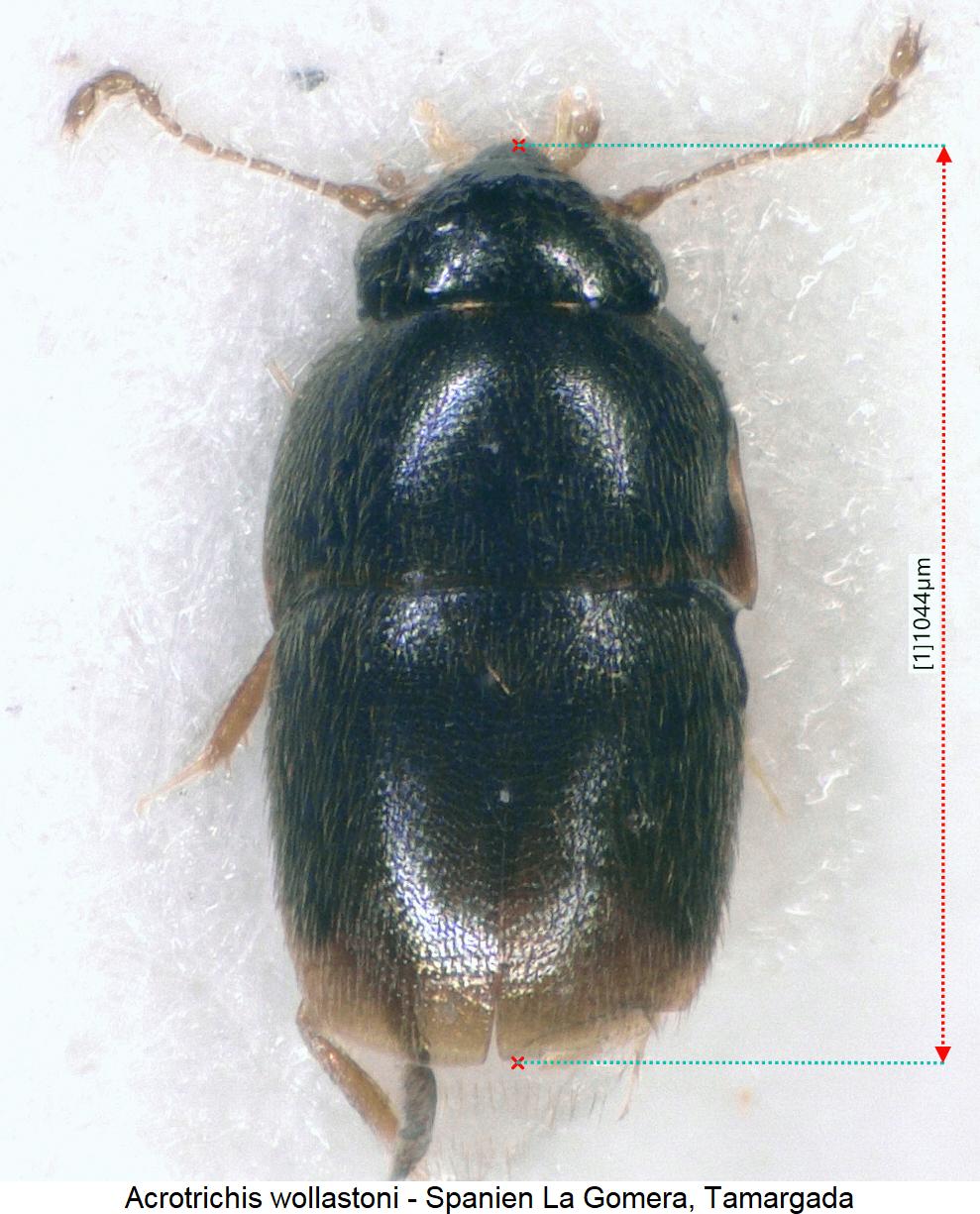 acrotrichis_wollastoni_hab.jpg