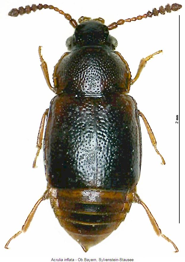 acrulia_inflata_hab.jpg