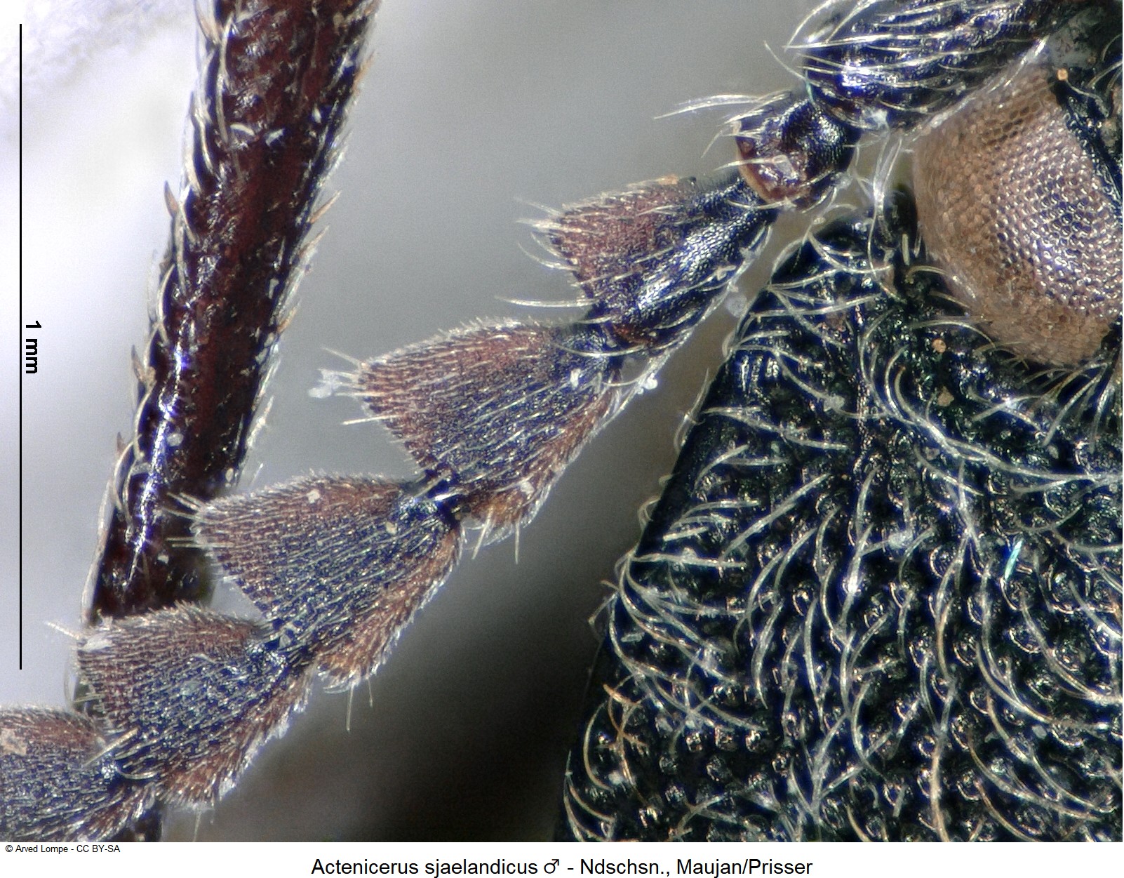 actenicerus_sjaelandicus_m_$6941_f.jpg
