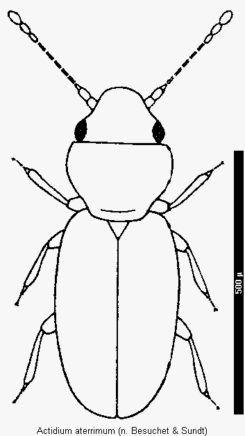 actidium_aterrimum_hab.gif