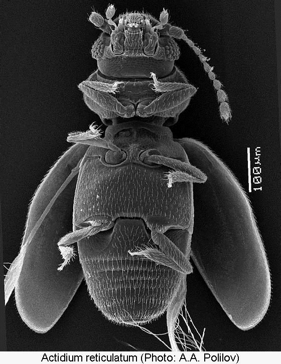 actidium_reticulatum_us.gif