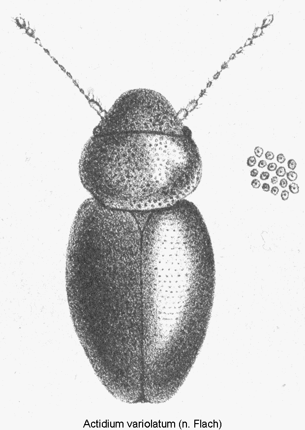 actidium_variolatum_hab.gif