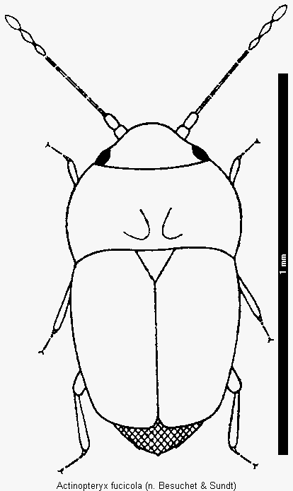 actinopteryx_fucicola_hab.gif