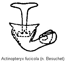 actinopteryx_fucicola_sperm.gif