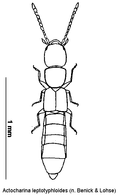 actocharina_leptotyphloides_hab.gif