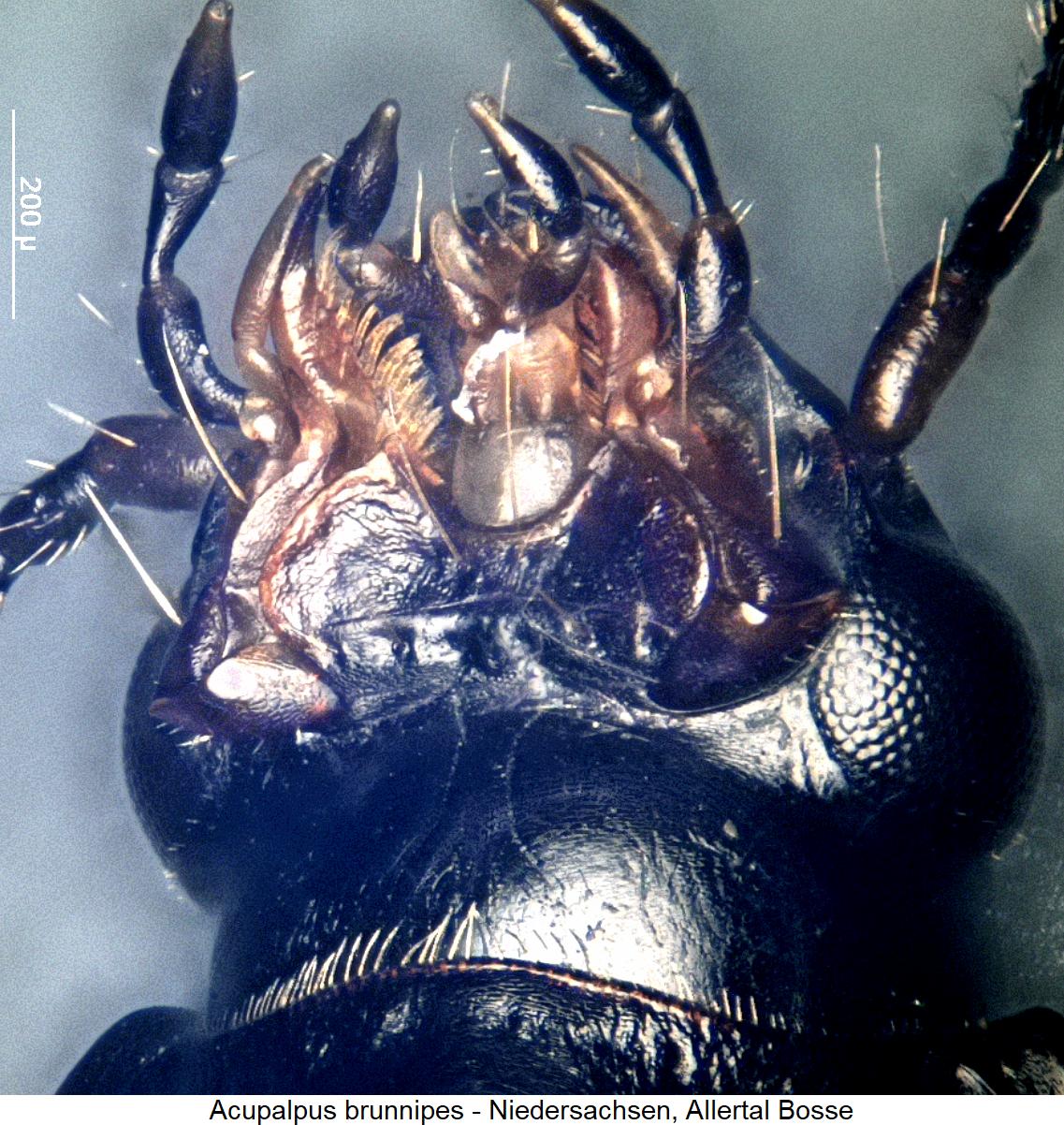 acupalpus_brunnipes_ment.jpg