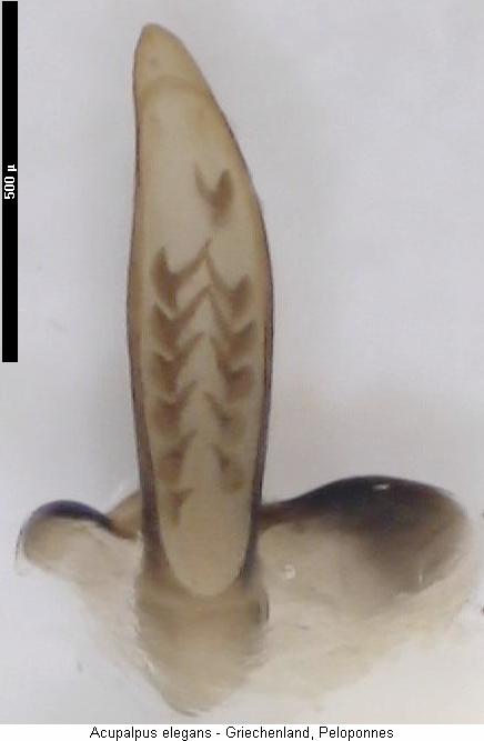 acupalpus_elegans.jpg