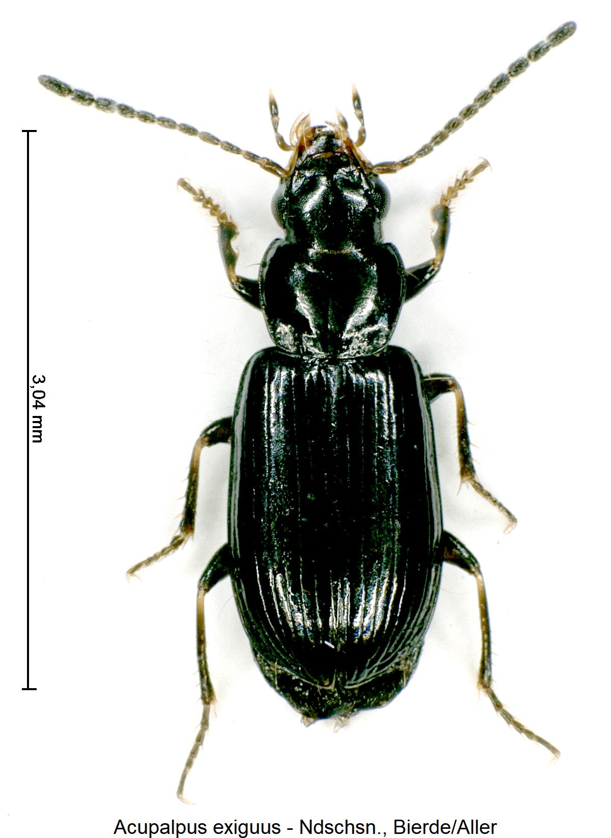 acupalpus_exiguus_hab.jpg