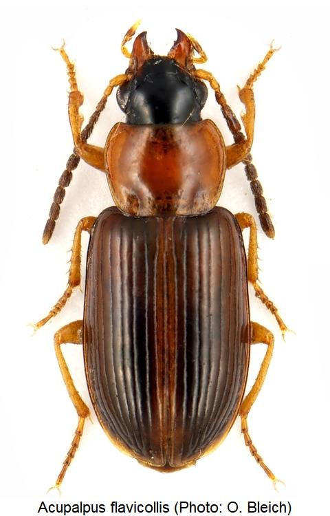 acupalpus_flavicollis_hab.jpg
