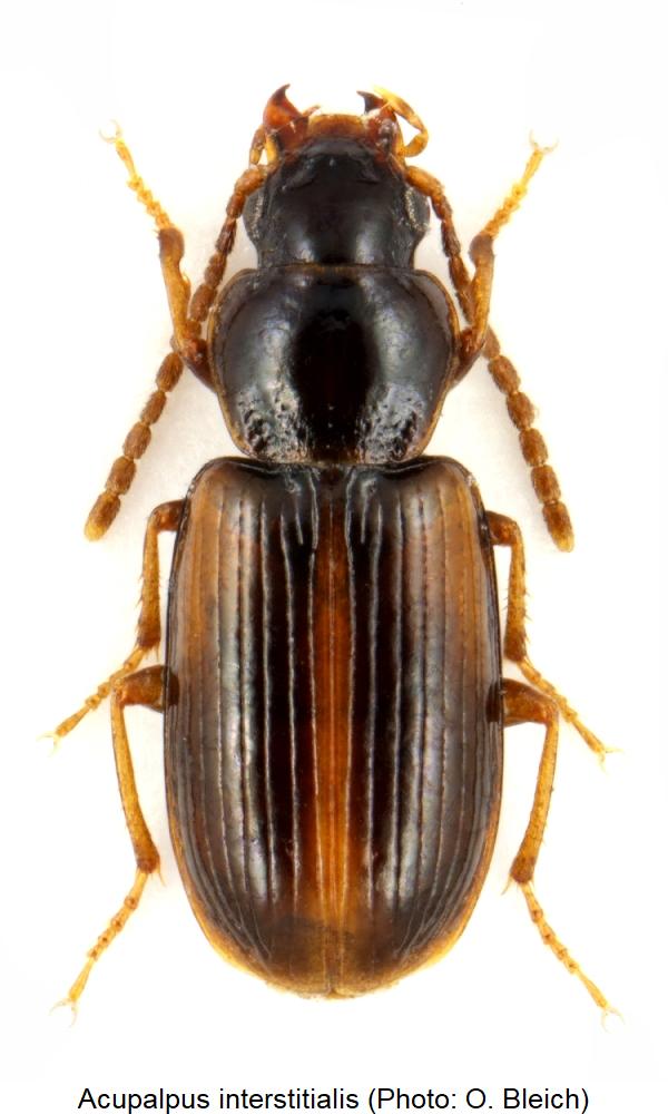 acupalpus_interstitialis_hab.jpg