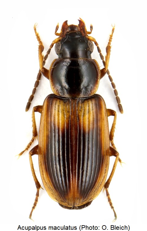 acupalpus_maculatus_hab.jpg