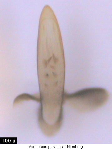 acupalpus_parvulus.jpg