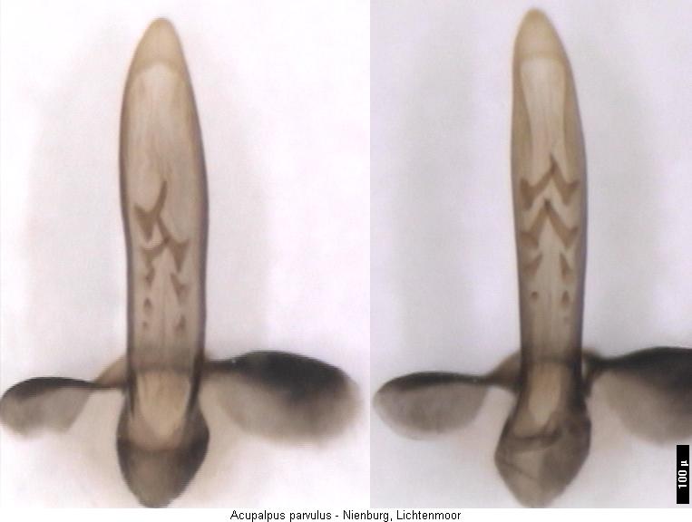acupalpus_parvulus2.jpg