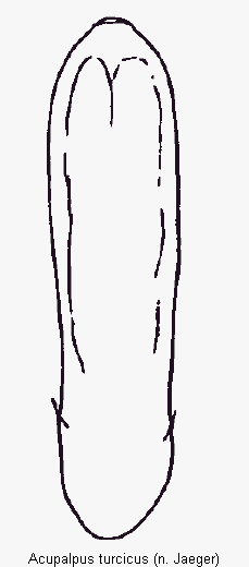 acupalpus_turcicus.gif