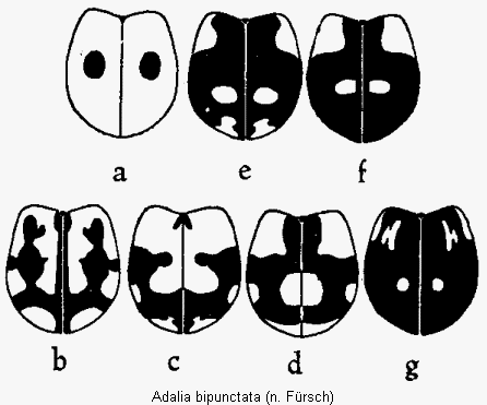 adalia_bipunctata_fld.gif