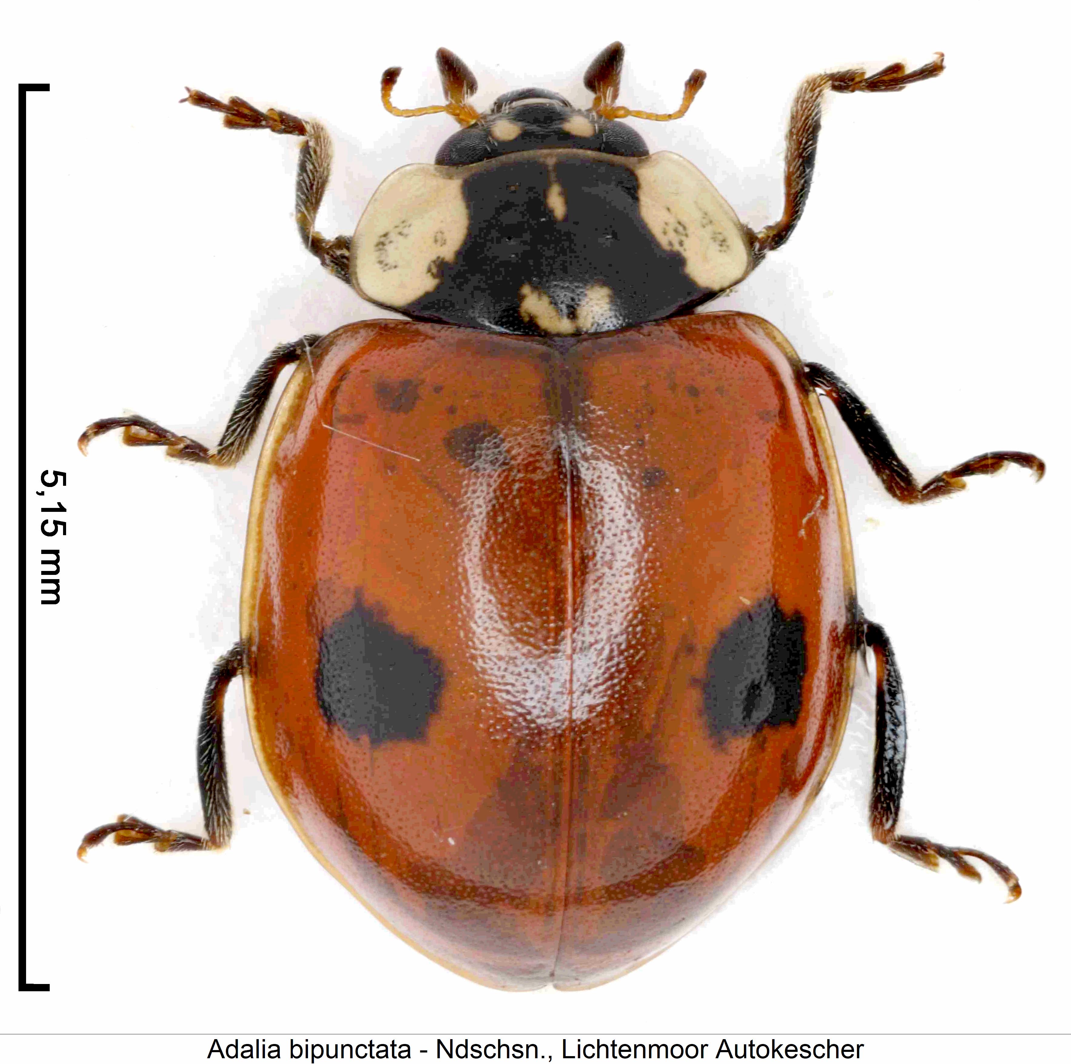 adalia_bipunctata_hab.jpg
