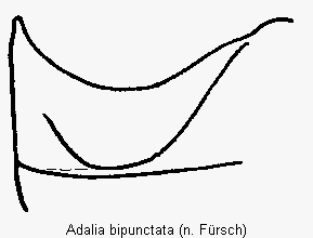 adalia_bipunctata_us.gif