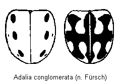 adalia_conglomerata_hab2.gif