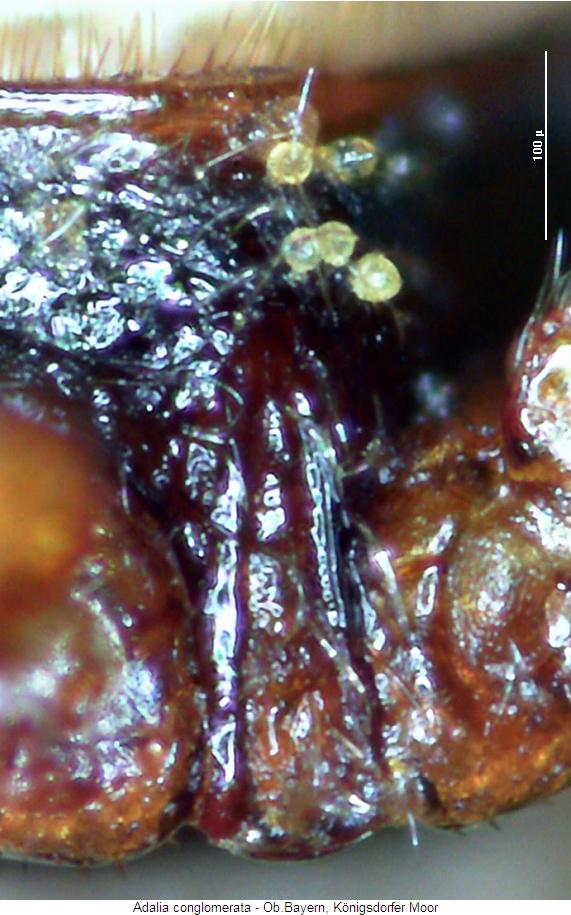 adalia_conglomerata_vbr.jpg