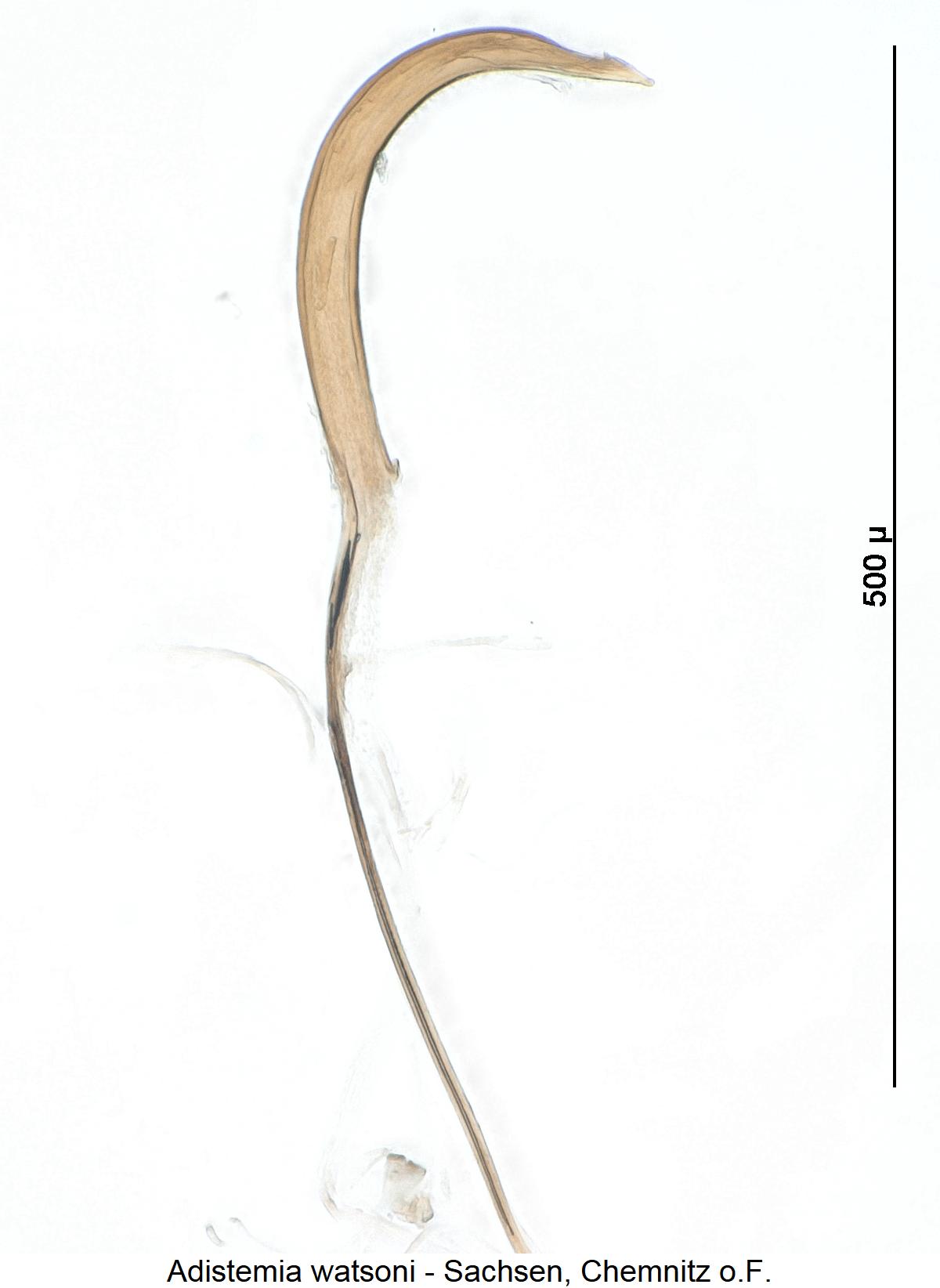 adistemia_watsoni1.jpg