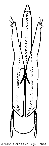 adrastus_judithae.gif
