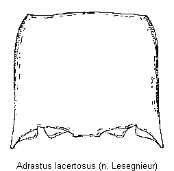 adrastus_lacertosus_hsch.gif