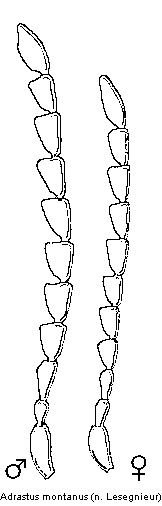 adrastus_montanus_f.gif