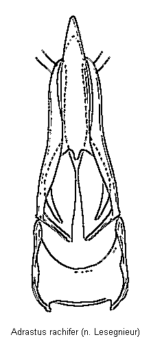 adrastus_rachifer.gif