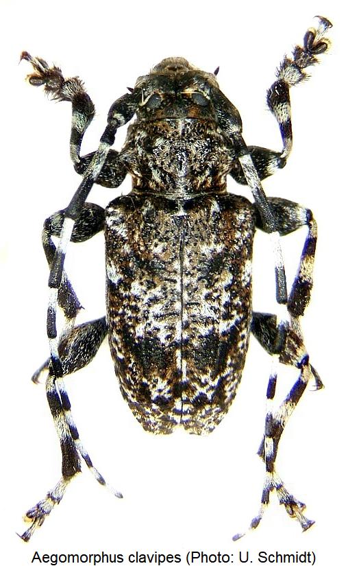 aegomorphus_clavipes_hab.jpg