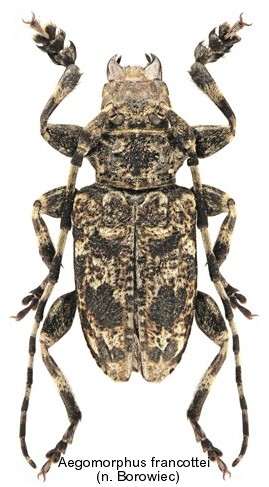 aegomorphus_francottei.jpg