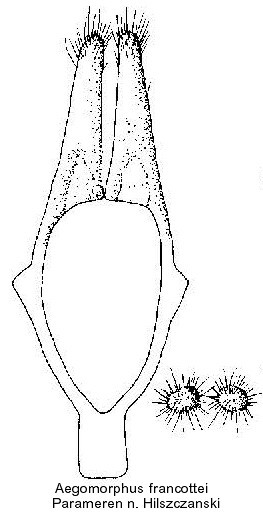aegomorphus_francottei_param.jpg