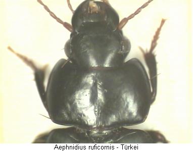 aephnidius_ruficornis_vk.jpg
