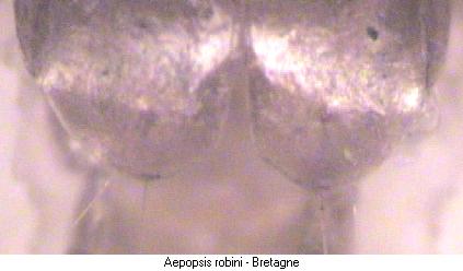 aepopsis_robini_fld.jpg