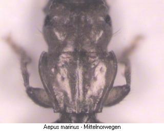 aepus_marinus_k.jpg