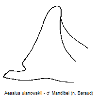 aesalus_ulanowskii_mand.gif
