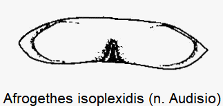 afrogethes_isoplexidis_ster.gif