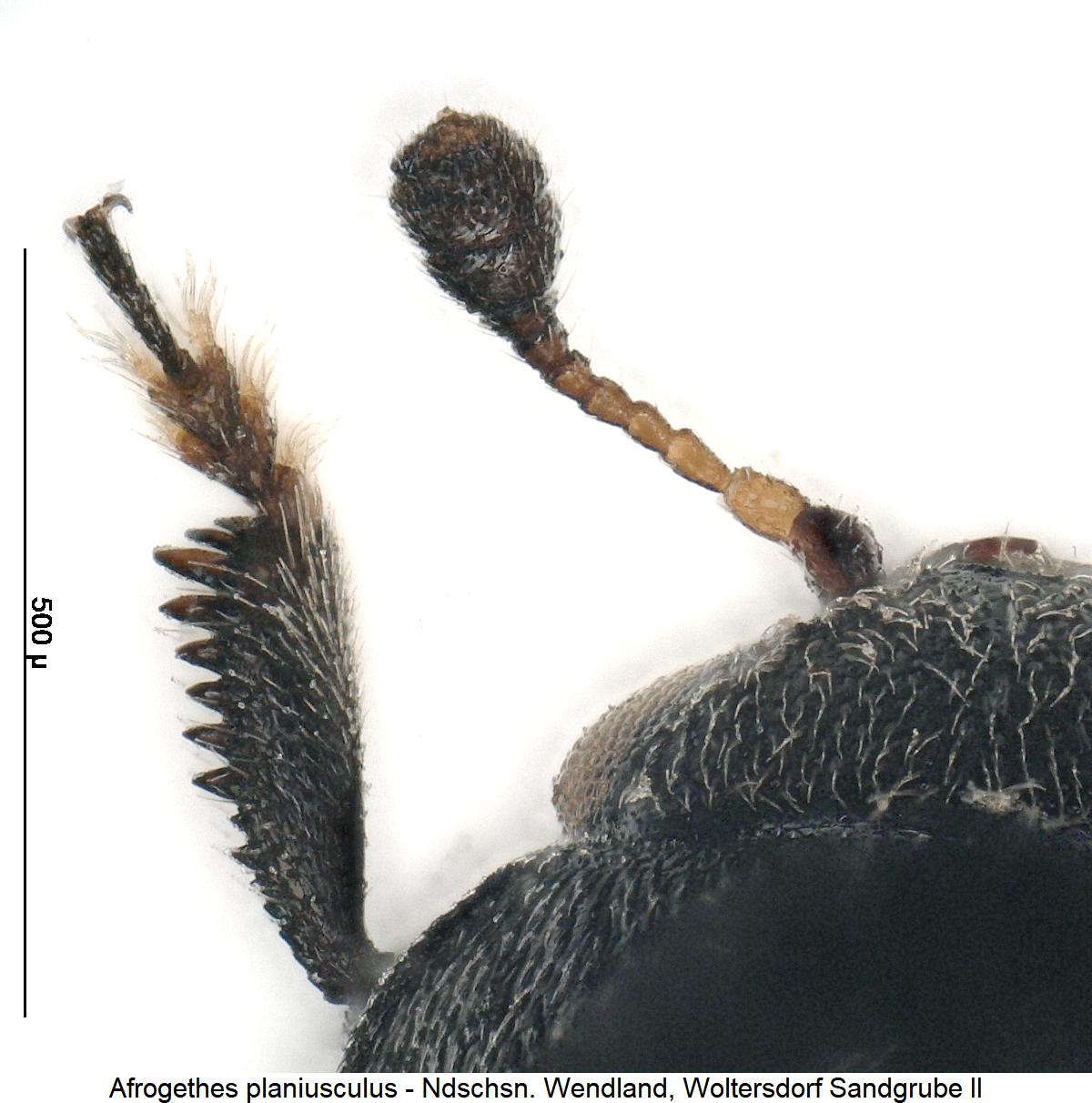 afrogethes_planiusculus_vschn.jpg
