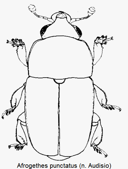 afrogethes_punctatus_hab.gif