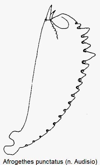 afrogethes_punctatus_vschn.gif