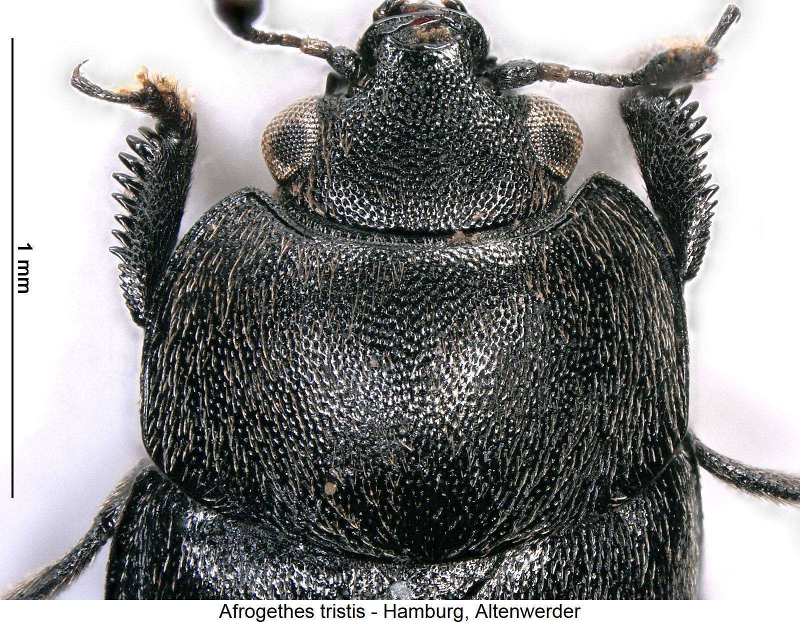 afrogethes_tristis_vk.jpg