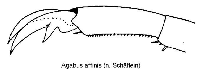 agabus_affinis_vtr.gif
