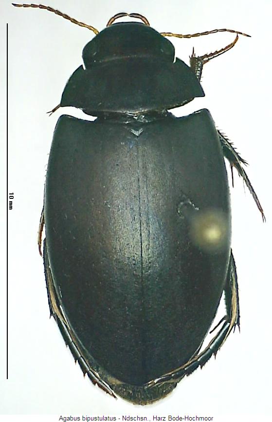 agabus_bipustulatus_hab.jpg