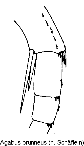 agabus_brunneus_hschn.gif